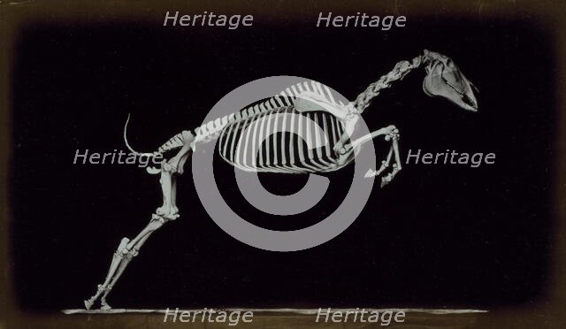 Skeleton of leaping horse, leaving the ground, 1881. Creator: Eadweard J Muybridge.
