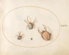 Plate 36: Three Large Spiders and One Small Spider, c. 1575/1580. Creator: Joris Hoefnagel.