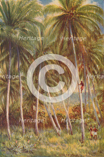'Coco-nut Palms', 1924. Artist: Unknown.