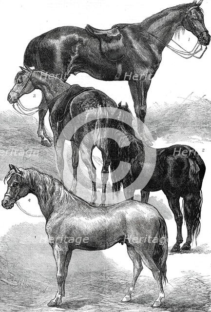 The Horse Show at the Agricultural Hall, Islington, 1876. Creator: Unknown.