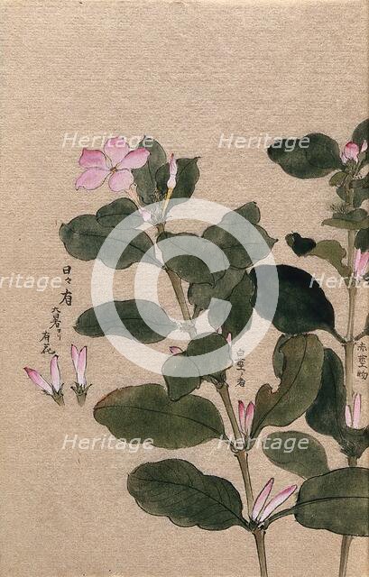 Madagascar periwinkle (Catharanthus roseus): flowering stem with separate flowers. Creator: Unknown.