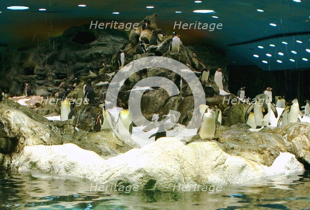 Penguins, Loro Parque, Tenerife, Canary Islands, 2007.