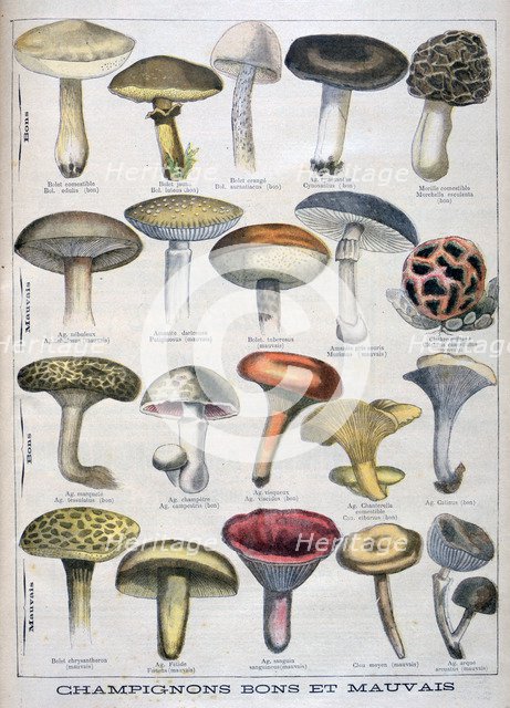 Good and bad mushrooms, 1896. Artist: Unknown