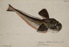 Leptoscopus huttonii, Haast specimen B, 1872. Creator: James Francis McCardell.