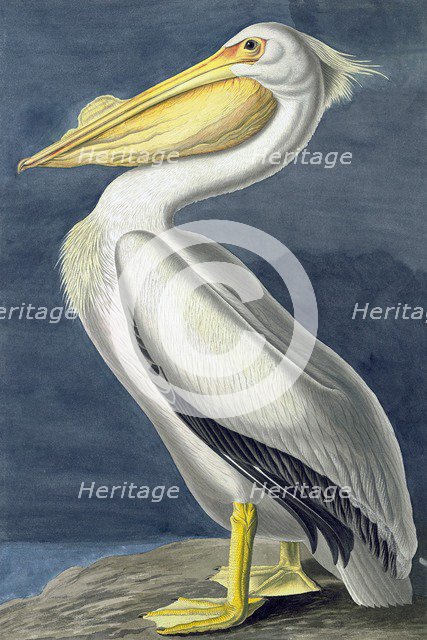 American White Pelican, Pelecanus Erythrorhynchos, 1845.