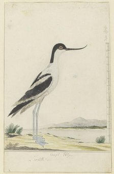 Recurvirostra avosetta (pied avocet), 1777-1786. Creator: Robert Jacob Gordon.