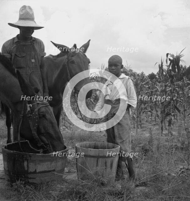 Son and grandson of tenant farmer bring in the mules...noon, Granville County, North Carolina, 1939. Creator: Dorothea Lange.