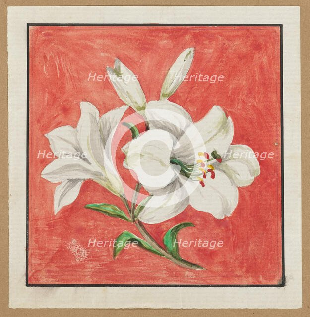 [White Lily], mid-19th century. Creator: Unknown.