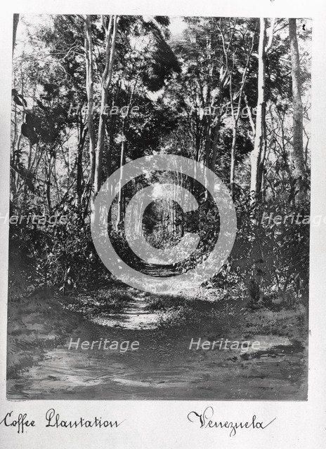 A coffee plantation with shade trees, Venezuela, 1897. Artist: Unknown