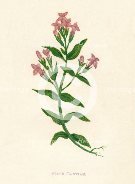 'Field Gentian', c1891, (1891). Artist: Anne Pratt.