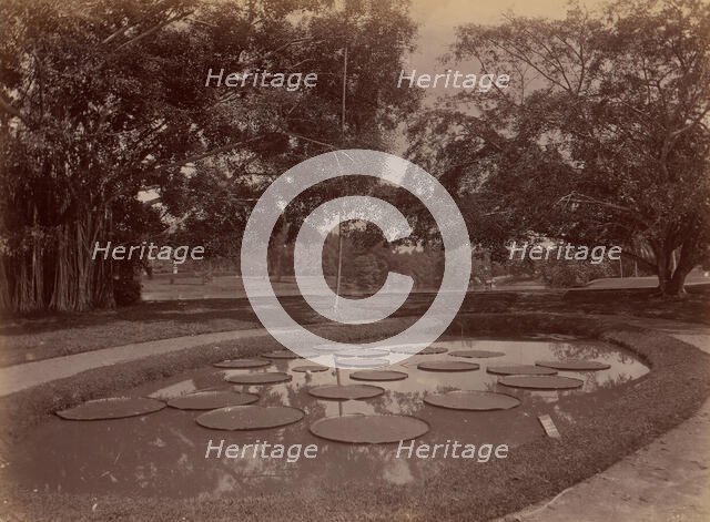 Victoria Regia at Botanical Garden, Udaipur, 1860s-70s. Creator: Unknown.
