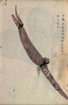 Lotus root (Nelumbo nucifera): part of rhizome. Creator: Unknown.