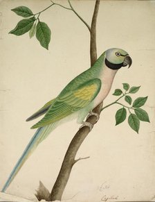 Green Parrot, c. 1820. Creator: Unknown.