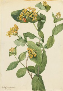 Douglas Honeysuckle (Lonicera glaucescens), 1919. Creator: Mary Vaux Walcott.