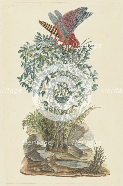 Dictyophorus spumans (Koppie foam grasshopper) perched on a Zygophyllum sp. (Caper bean), 1777-1786 Creator: Robert Jacob Gordon.