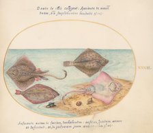 Animalia Aqvatilia et Cochiliata (Aqva): Plate XXXII, c. 1575/1580. Creator: Joris Hoefnagel.