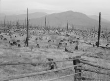 Possibly: Stumps and sags on uncleared land, Priest River country, Bonner County, Idaho, 1939. Creator: Dorothea Lange.