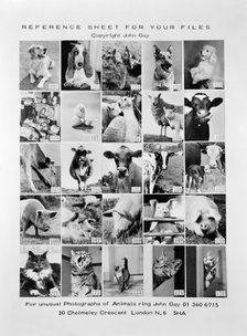 Animal montage, 1970. Artist: John Gay.