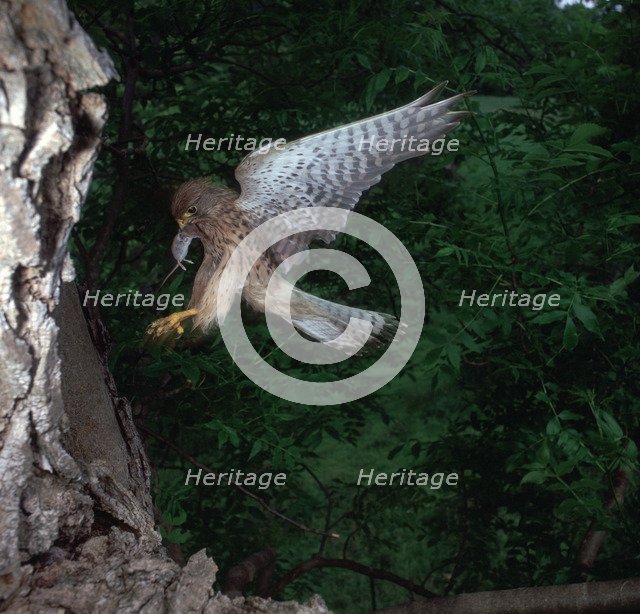 Kestrel with a mouse.