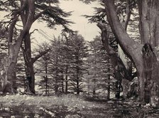 Cedars of Lebanon, ca. 1857. Creator: Francis Frith.