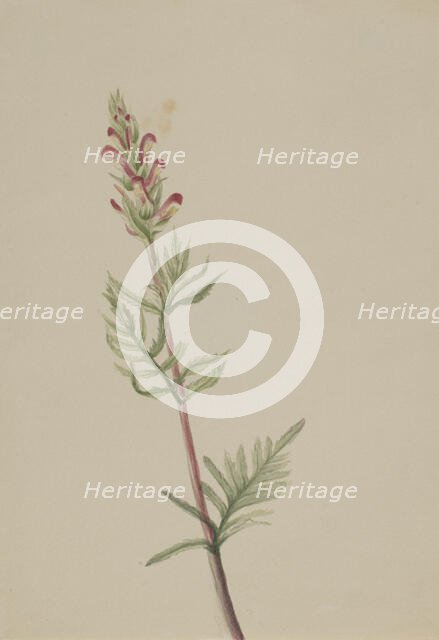 Pedicularis bracteosa, ca. 1917-1918. Creator: Mary Vaux Walcott.