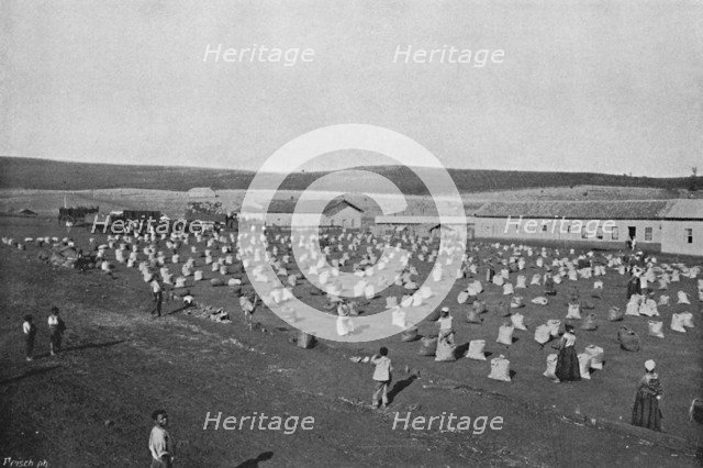 'Terreiro para seccar o Cafe', (Coffee Drying and Packaging), 1895. Artist: Axel Frick.