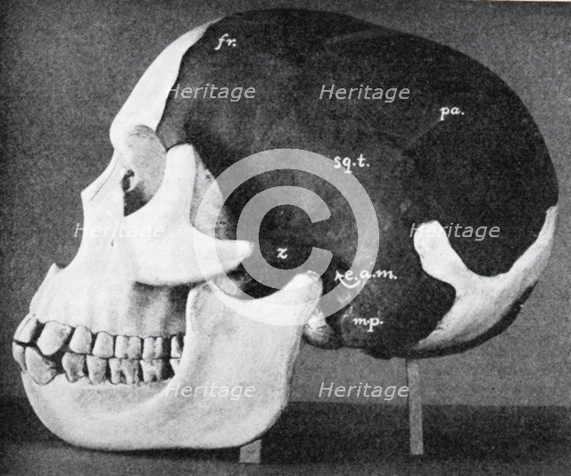 Model of the skull of Piltdown Man (Eanothropus dawsoni), 1914. Artist: Dr Smith Woodward