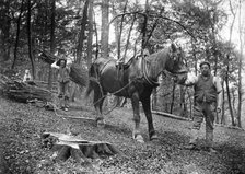 Forestry workers, Princes Risborough, Buckinghamshire, 1903. Artist: Alfred Newton & Sons.