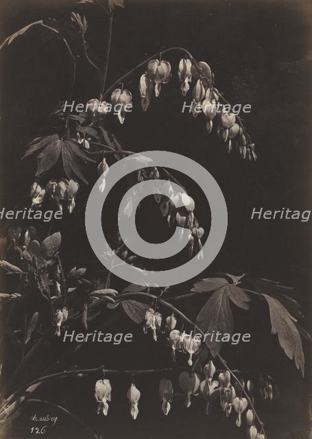 Floral Still Life (Bleeding Hearts), c. 1865. Creator: Charles Aubry (French, 1811-1877).