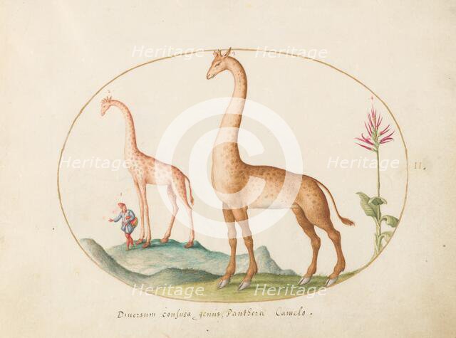 Plate 2: Two Giraffes with an Attendant, c. 1575/1580. Creator: Joris Hoefnagel.