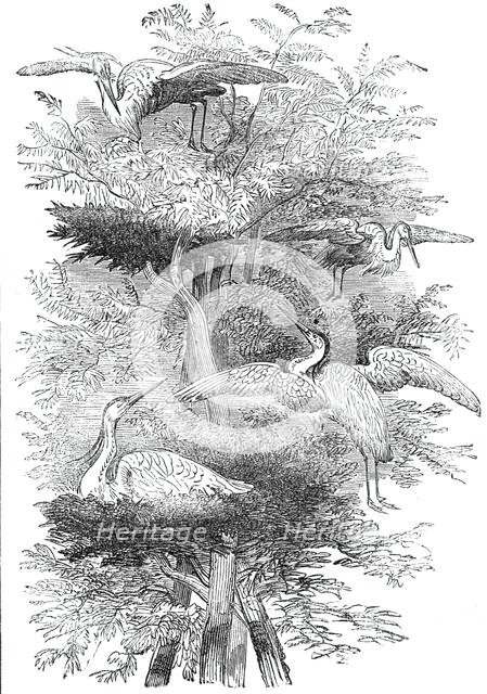 Heronry in Cobham Park, 1844. Creator: Unknown.