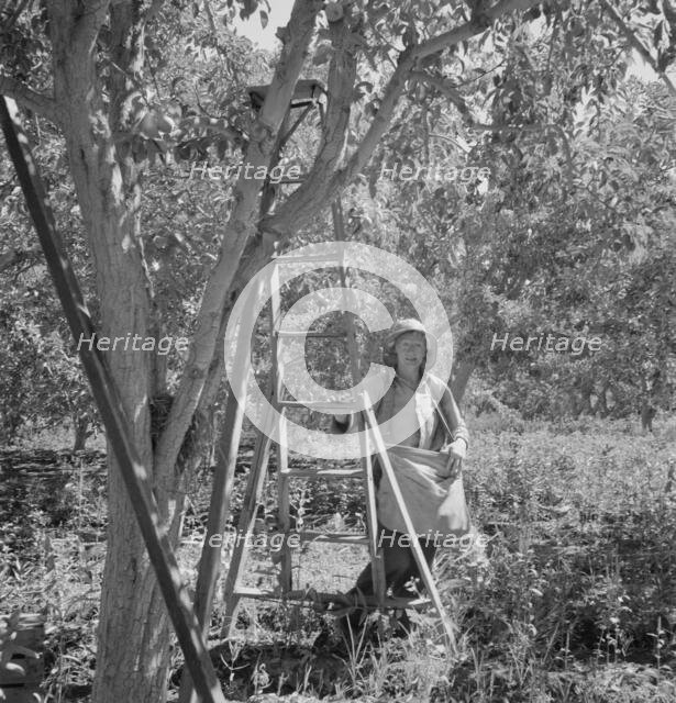 Possibly: Dumping full sack of picked pears to lug box..., Yakima Valley, Wahington, 1939. Creator: Dorothea Lange.