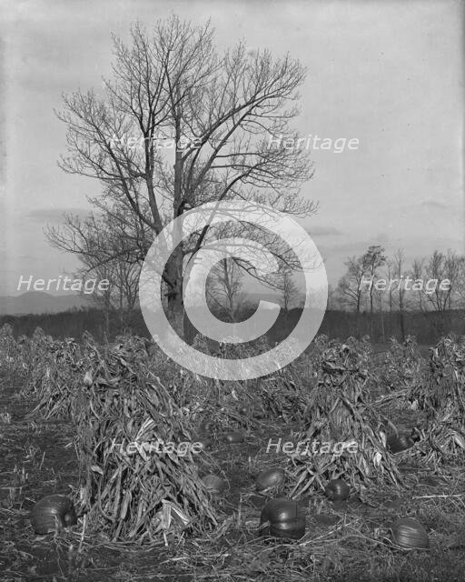 Corn and pumpkins, Berkshire Hills, Mass., c1906. Creator: Unknown.