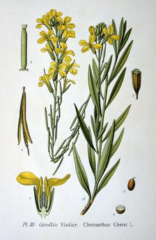 Wallflower, 1893. Artist: Unknown