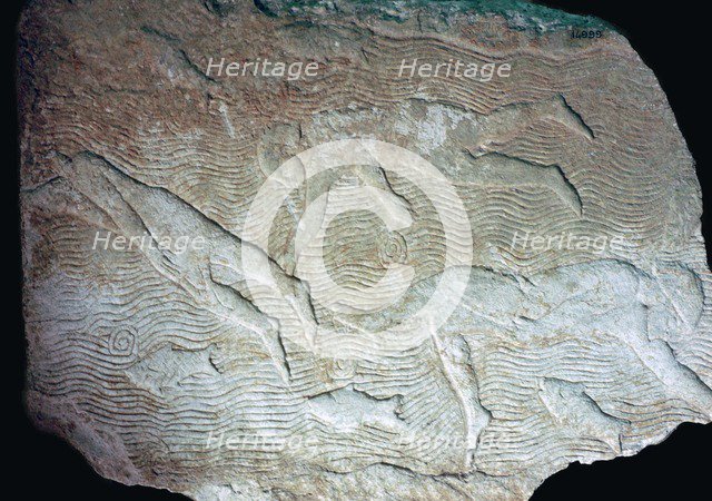 Assyrian relief of swimmers. Artist: Unknown