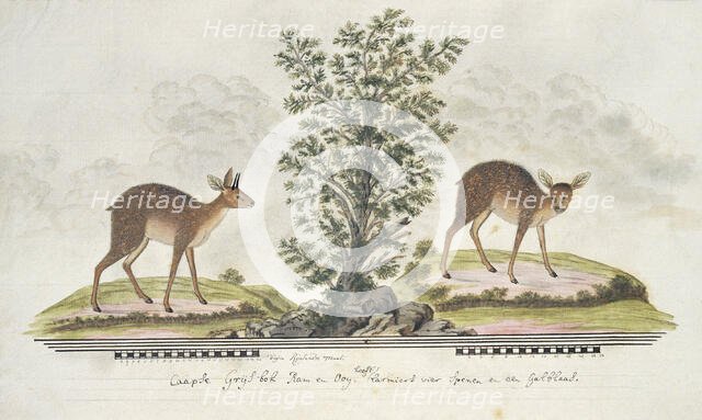 Raphicerus melanotis (Cape grysbok), 1777-1786. Creator: Robert Jacob Gordon.