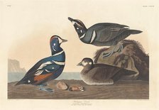 Harlequin Duck, 1836. Creator: Robert Havell.