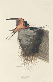 Barn Swallow, 1833. Creator: Robert Havell.