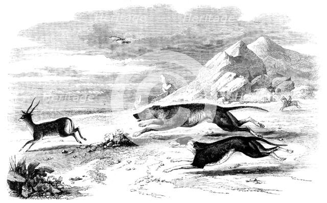 Antelope-Hunting in India - The Chase, 1858. Creator: Unknown.