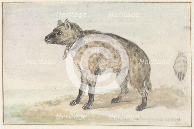 Spotted hyena, 1767-1769. Creator: Aert Schouman.