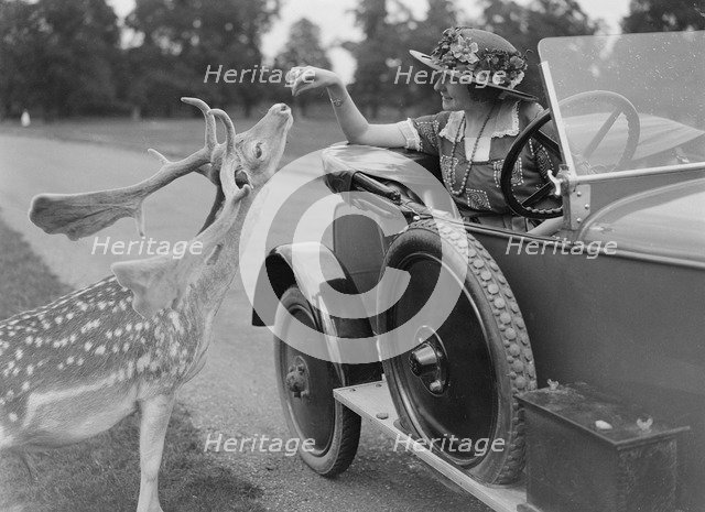 Woman in a BSA car feeding a deer in Richmond Park, Surrey, c1920s. Artist: Bill Brunell.