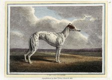 The Greyhound, pub. 1812. Creator: English School (19th Century).