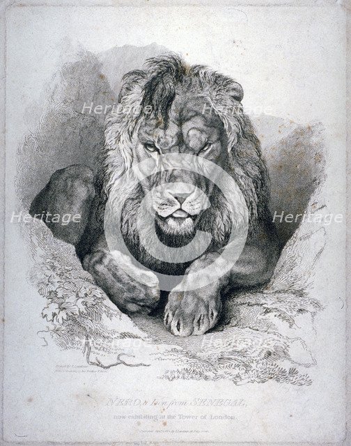 'Nero, a lion from Senegal, now exhibiting in the Tower of London', 1814. Artist: Edwin Henry Landseer