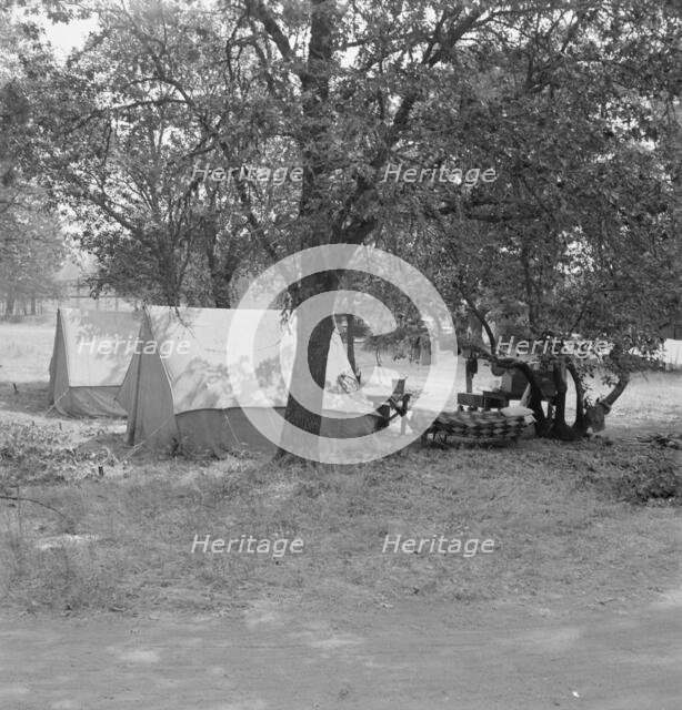 The grower provided clean tents and a shady..., near Grants Pass, Josephine County, Oregon, 1939. Creator: Dorothea Lange.