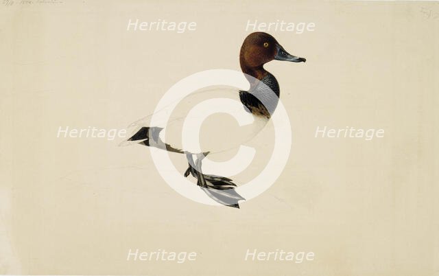 Common Pochard, 1844. Creator: Wilhelm von Wright.
