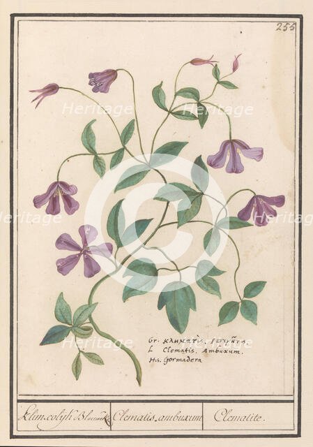 Clematis, 1596-1610. Creators: Anselmus de Boodt, Elias Verhulst.