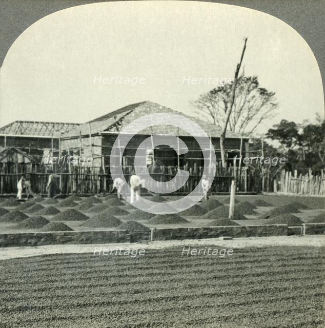 'Drying Coffee in the Sun, State of Sao Paulo, Brazil', c1930s. Creator: Unknown.