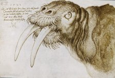 Head of a Walrus , 1521. Creator: Dürer, Albrecht (1471-1528).