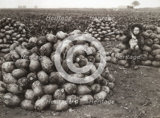 A little girl with piles of harvested turnips, near Landskrona, Sweden, 1910. Artist: Unknown
