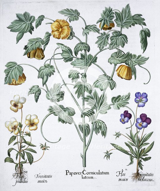 Yellow Horned Poppy, 1613. Artist: Unknown